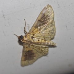 Conogethes semifascialis