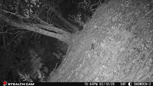 Desert Spotted Skunk observed by beth_snow