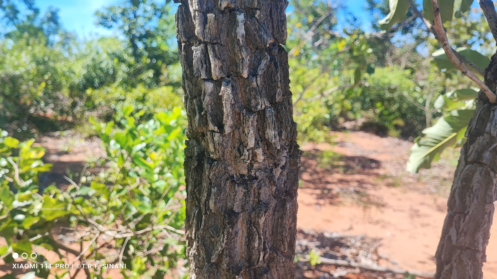 Couepia grandiflora
