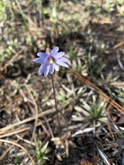 Pinguicula planifolia