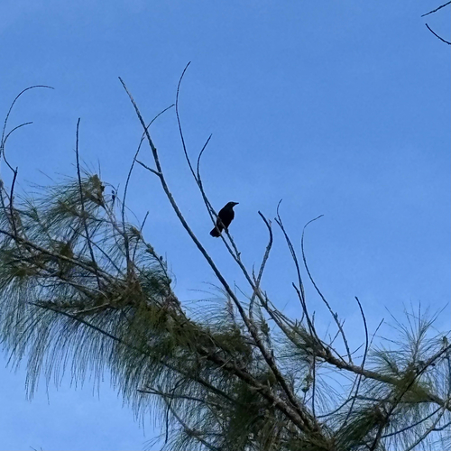 Micronesian Starling (Aplonis opaca), photo 6