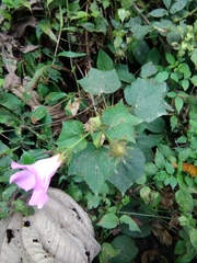 Hibiscus costatus
