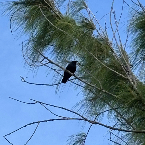 Micronesian Starling (Aplonis opaca), photo 7