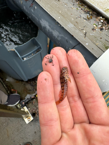 Mussel blenny (Hypsoblennius jenkinsi) — Blenniidae — 2