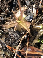 Pinguicula planifolia