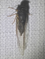 Birrima castanea