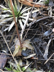 Pinguicula planifolia