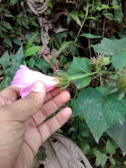 Hibiscus costatus