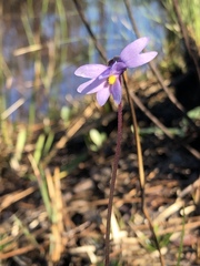 Pinguicula planifolia