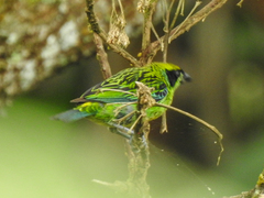 Tangara schrankii