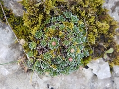 Saxifraga marginata