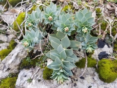 Saxifraga marginata