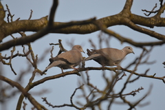 Streptopelia decaocto
