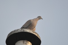 Streptopelia decaocto