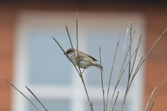 Passer domesticus