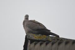 Streptopelia decaocto