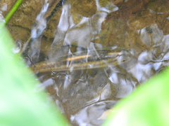 Lebiasina bimaculata