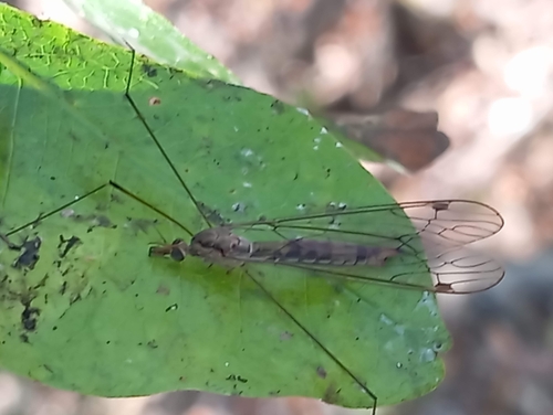 Maekistocera longipennis (Maekistocera longipennis)