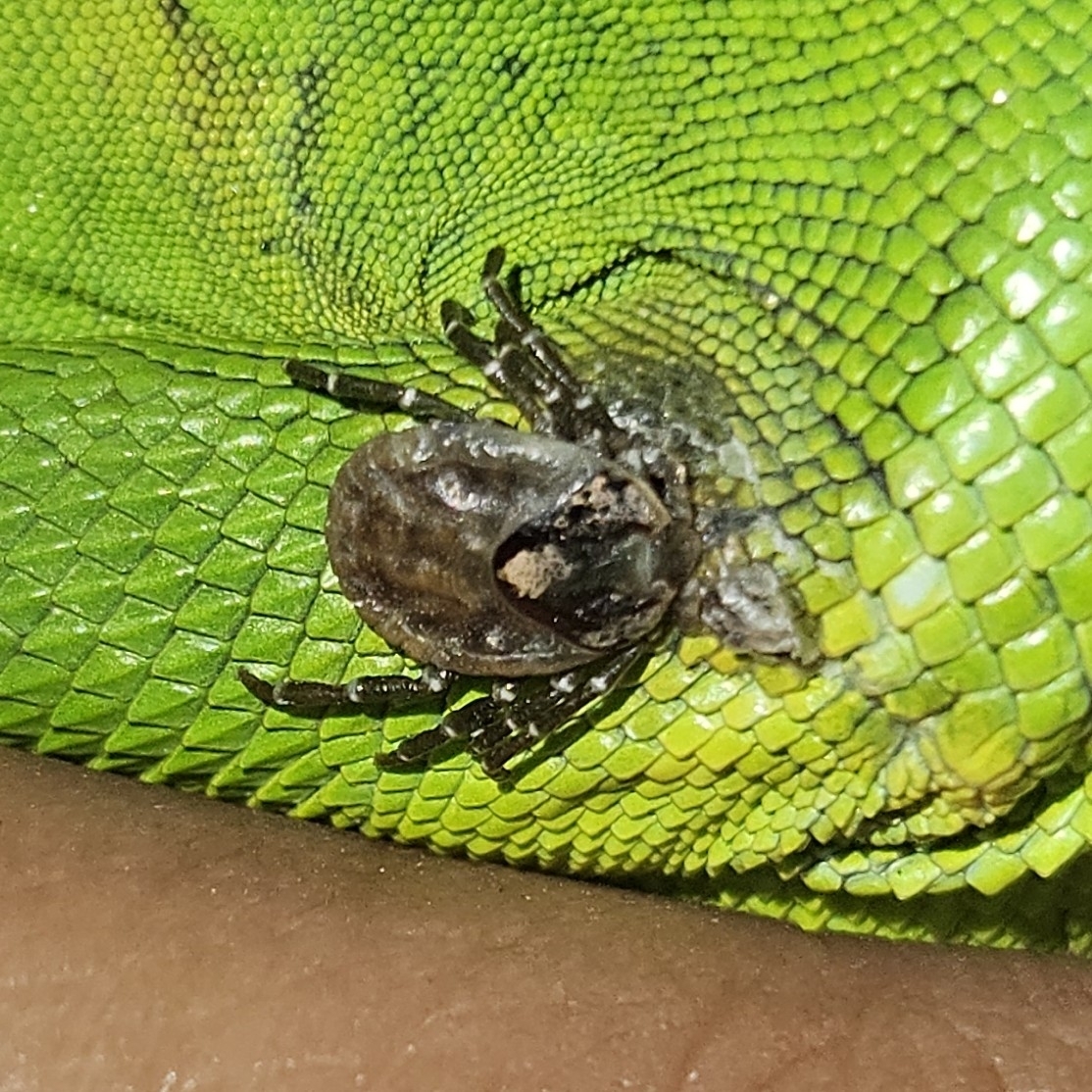 Amblyomma dissimile Koch, 1844