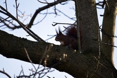 Sciurus vulgaris