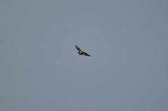 Buteo buteo