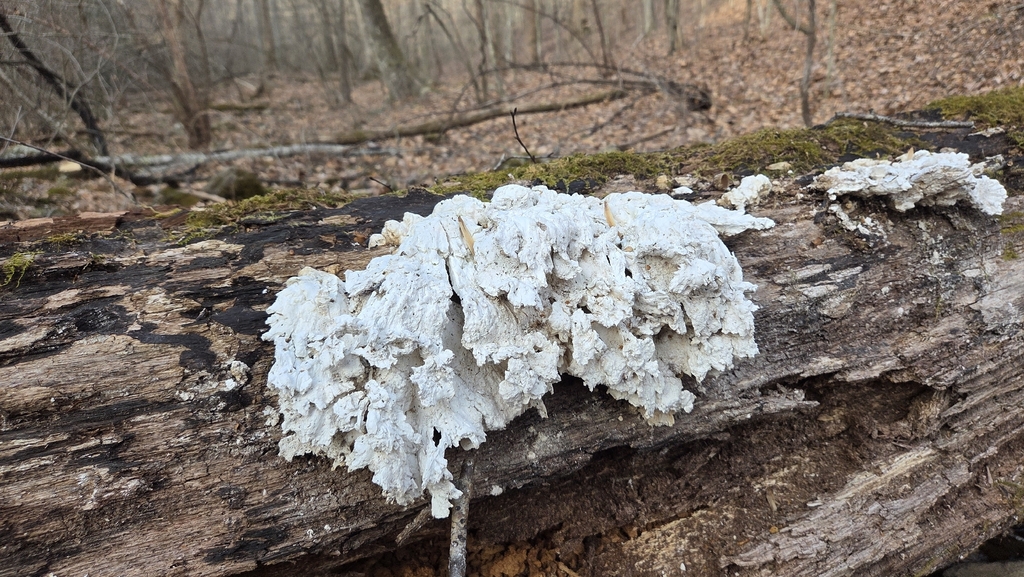 Laetiporus sulphureus · February 2026 · photo: © swfeirst (iNaturalist, cc-by)