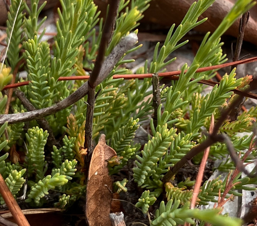 Highlands scrub hypericum (Hypericum cumulicola)