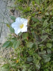 Nierembergia rivularis