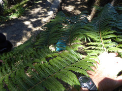 Cyathea cooperi