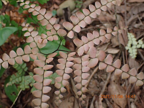 Adiantum flabellulatum iNat (2)