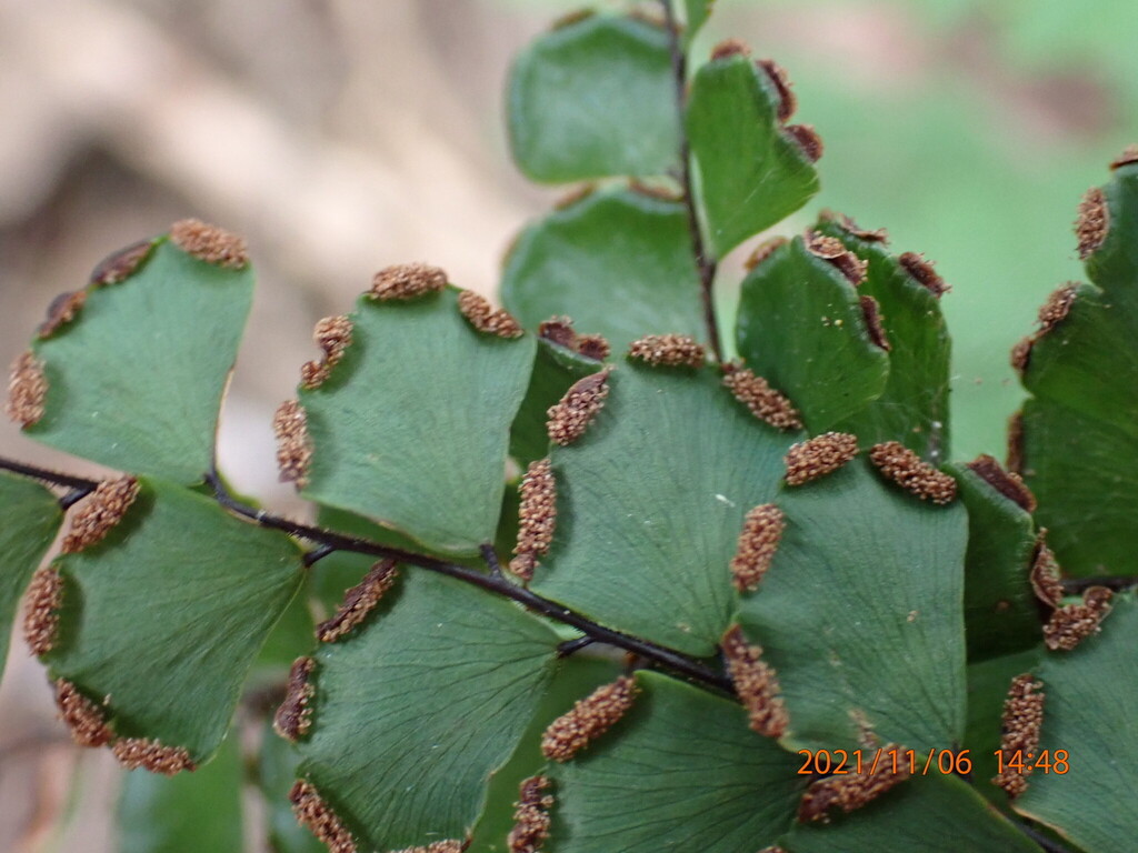 Fan-leaved Maidenhair