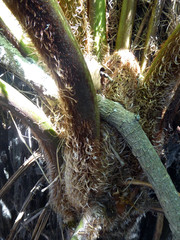 Cyathea cooperi