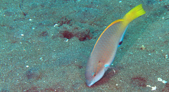 Scarus hypselopterus