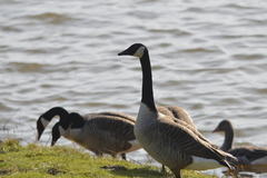 Branta canadensis
