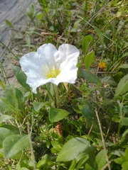 Nierembergia rivularis