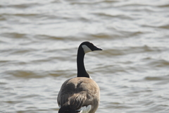 Branta canadensis
