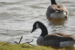 Branta canadensis