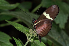 Heliconius clysonymus montanus