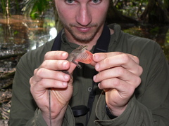 Anolis bicaorum
