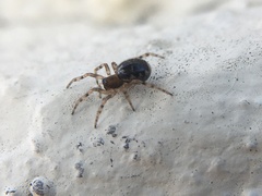 Theridiidae
