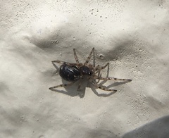 Theridiidae