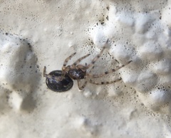 Theridiidae