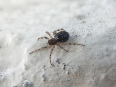 Theridiidae