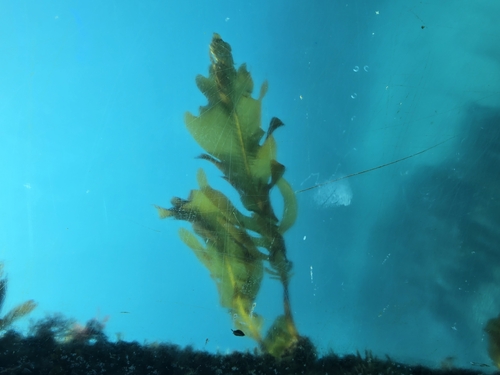 Wakame