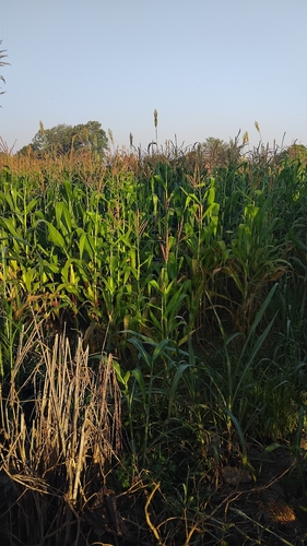 Maize