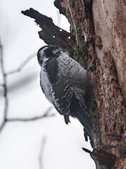 Picoides tridactylus