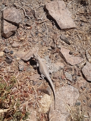 Liolaemus patriciaiturrae