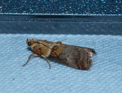 Acrobasis tumidana