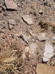 Liolaemus patriciaiturrae