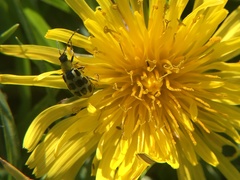Diabrotica undecimpunctata